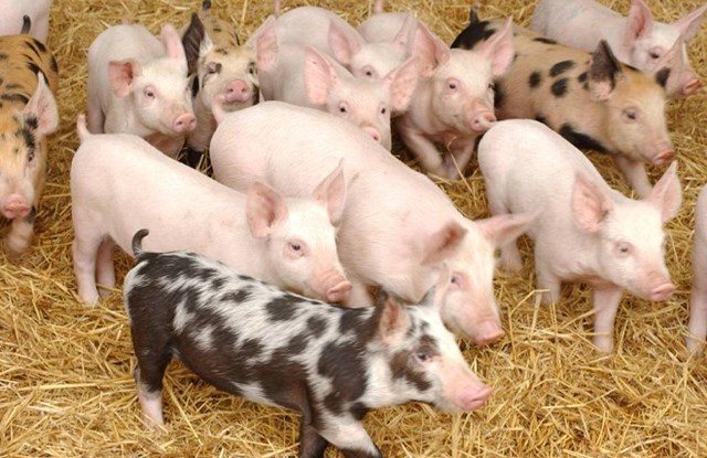 Giá lợn hơi ngày 17/5/2018 tại miền Bắc có nơi tới 48.000 đ/kg