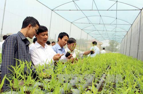 Bắc Giang: Ban hành Nghị quyết quy định chính sách hỗ trợ phát triển sản xuất nông nghiệp ứng...
