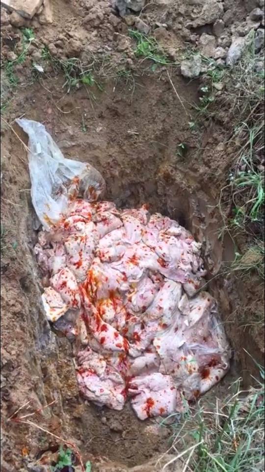 Đội Quản lý thị trường Lạng Giang kiểm tra, xử phạt, tiêu hủy 1.000 kg nầm lợn hôi thối