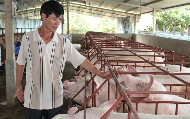 Giá lợn hơi bất ngờ tăng vọt lên 40.000 đồng/kg: Người chăn nuôi cần “bình tĩnh”